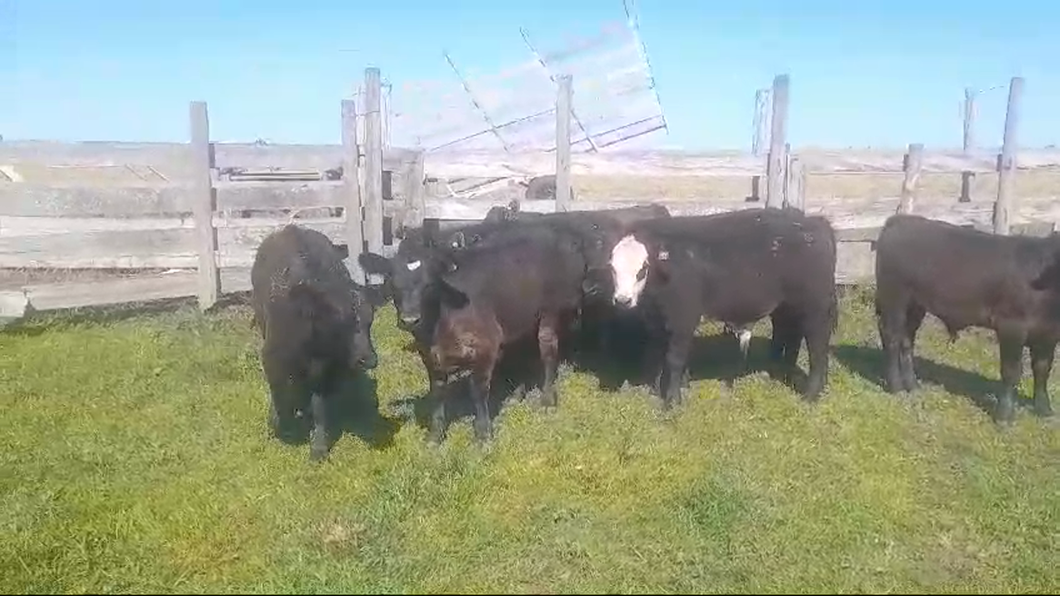 Lote 9 Terneros ANGUS/ HEREFORD a remate en #50 Pantalla Carmelo 210kg -  en MIGUELETE