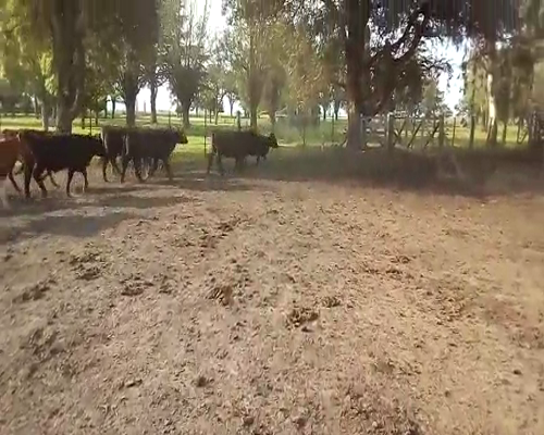 Lote 21 Novillitos en Navarro, Buenos Aires