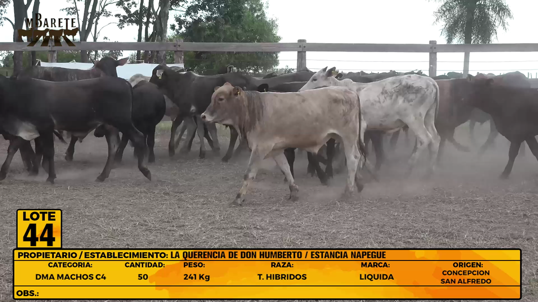 Lote LOTE 44