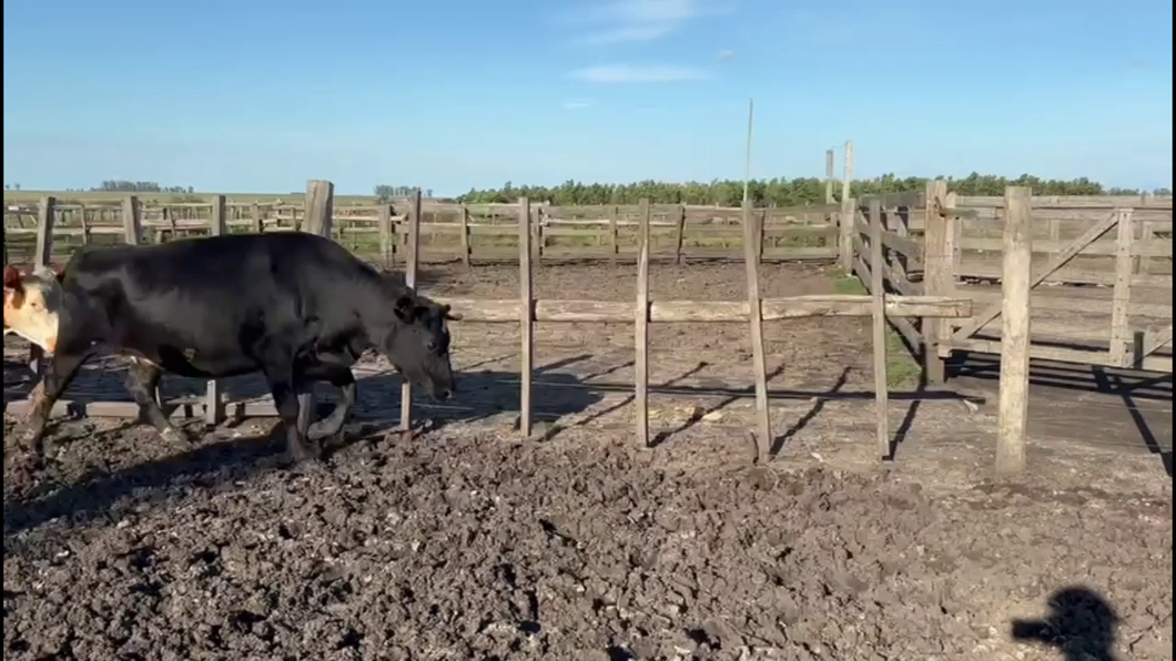 Lote VACAS ENTORADAS