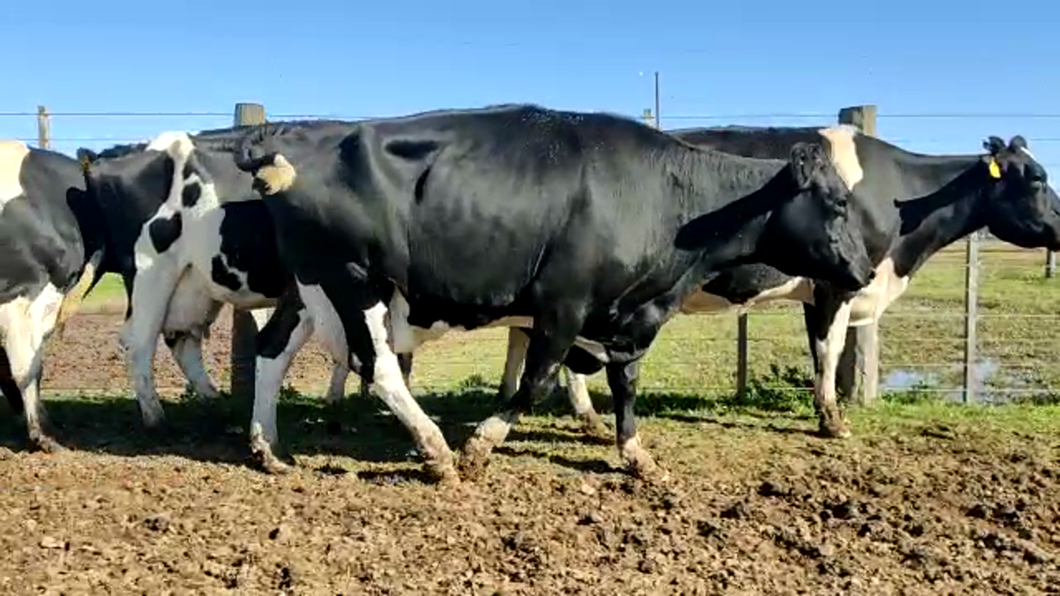 Lote Vacas Secas - La Artesina