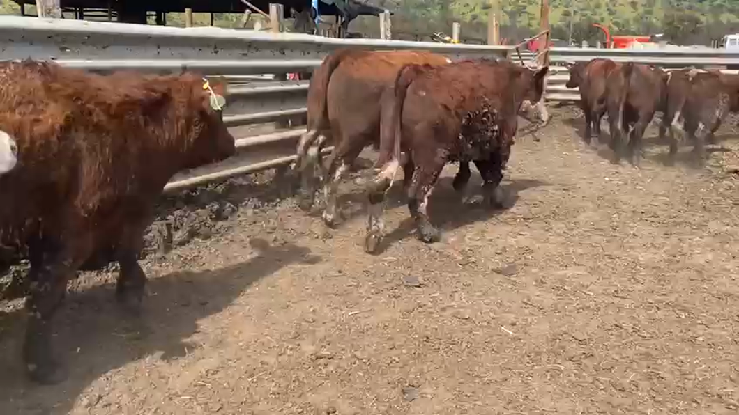 Lote 20 Novillo Gordo en Paine, región Metropolitana