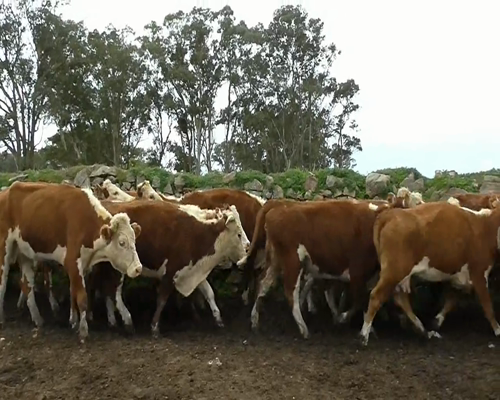 Lote 42 Vacas de Invernada 41HE.1HEXRA... a remate en EXPO NACIONAL HEREFORD 405kg - , Florida