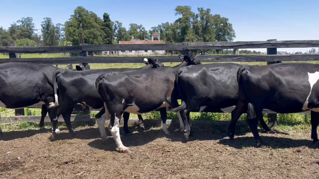 Lote VACAS ENTORADAS