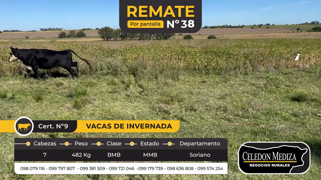 Lote 7 Vacas de Invernada en Soriano