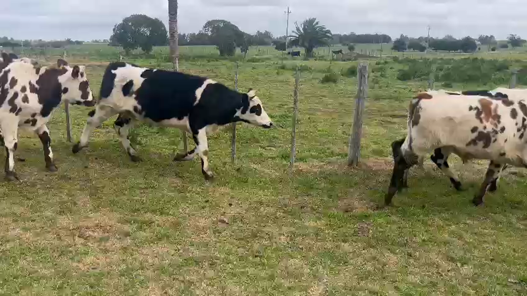 Lote 10 Novillos Normando a remate en Aniversario 115 Años - Camy 380kg -  en Carreton