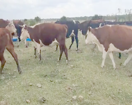 Lote 13 Vaquillonas Vacas Preñadas HEREFORD ANGUS Y CRUZAS a remate en Pantalla Camy 400kg - , San José