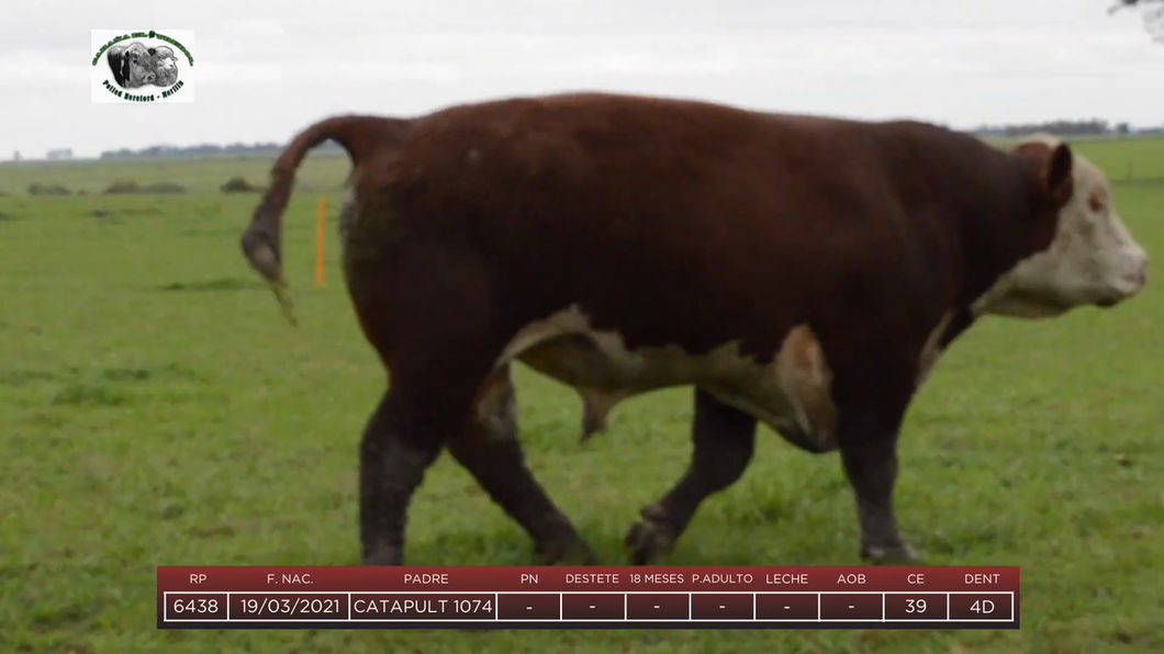 Lote Toros a remate en 6to Remate Anual Cabaña "El Trébol" de Martín Salto Stefani, Paysandú