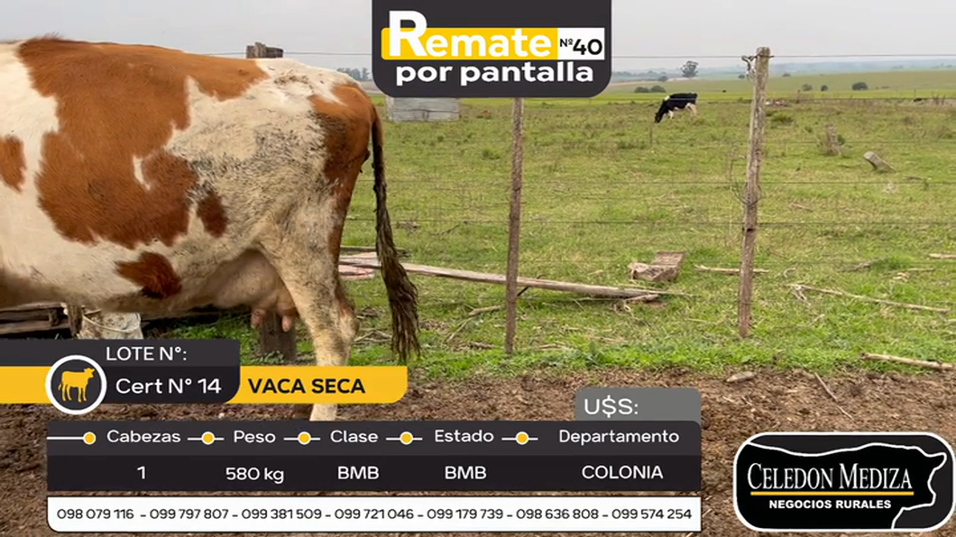 Lote 1 Vaca en Colonia