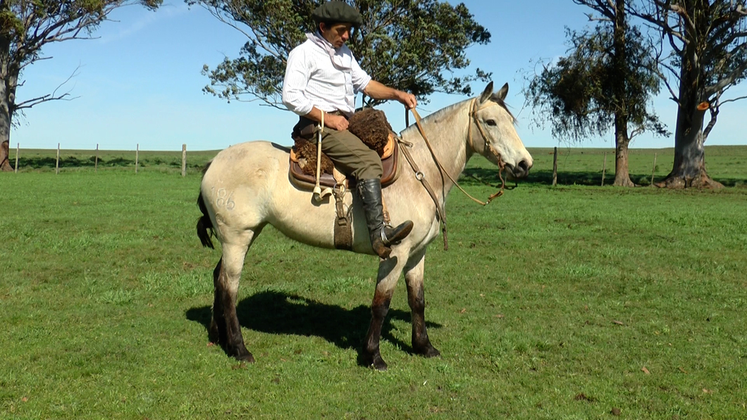 Lote INDIA BLANCA LA CARRETA