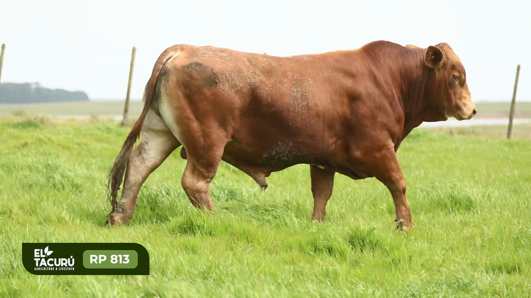 Lote Toros a remate en Subasta Virtual El Tacuru, Montevideo