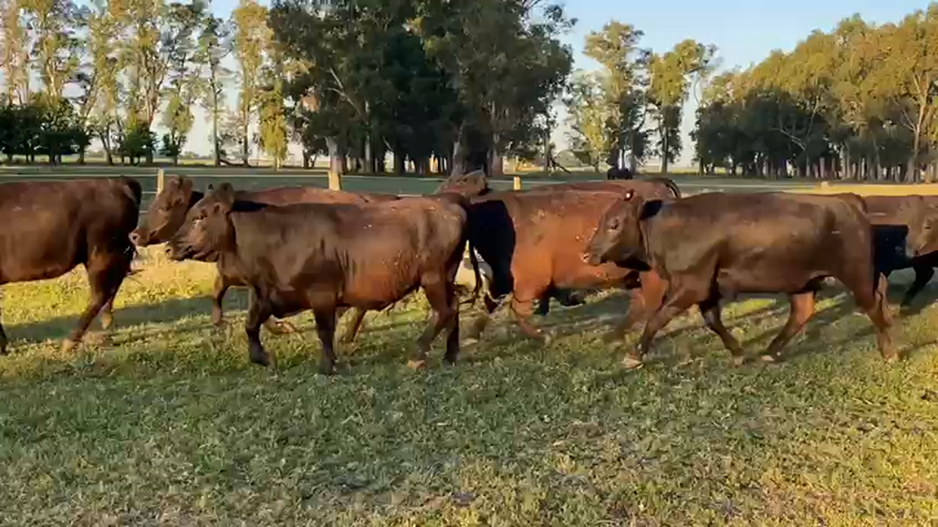 Lote 34 Vaquillonas C/ gtia de preñez en Loma Verde , Buenos Aires