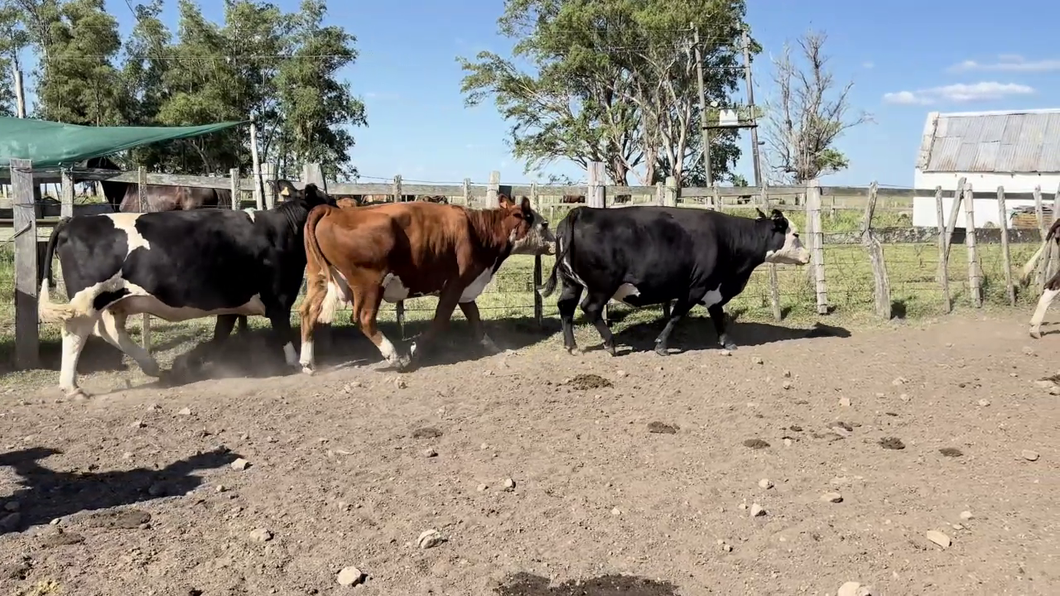 Lote VACAS GORDAS