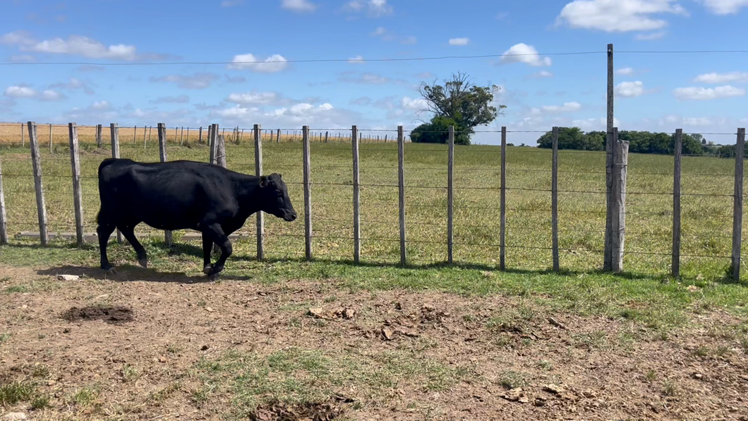 Lote VAQUILLONAS 1 a 2 AÑOS