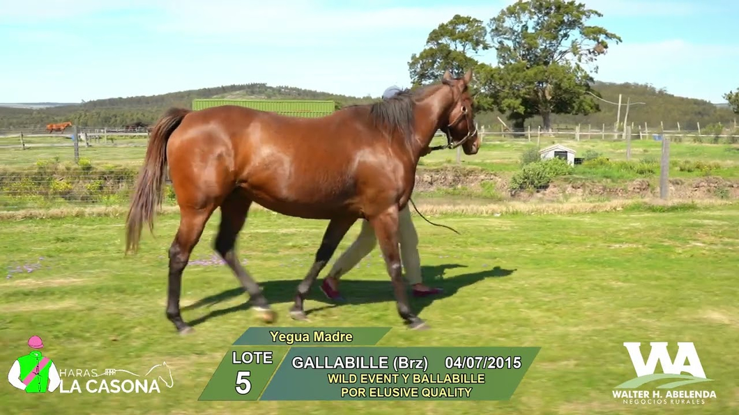 Lote GALLABILLE (Brz)