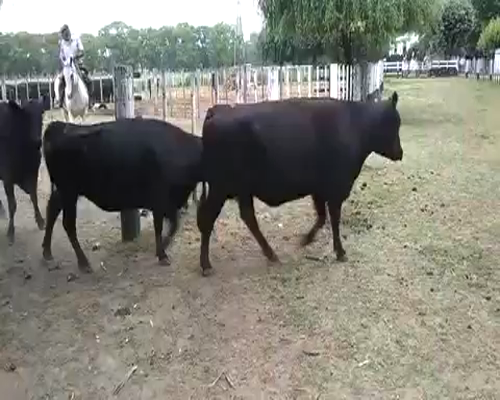 Lote 24 Vacas nuevas Preñadas en Gral. Belgrano, Buenos Aires