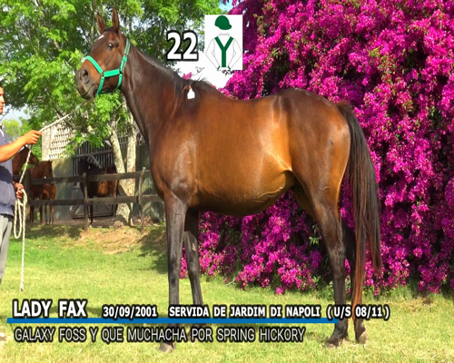 Lote LADY FAX