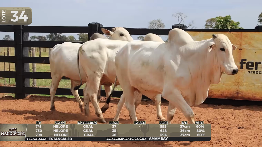 Lote LOTE 34