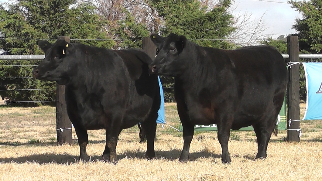 Lote VAQUILLONAS ANGUS PP