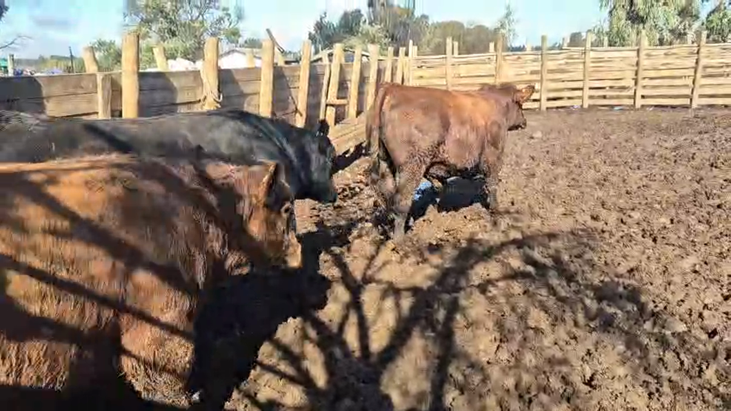 Lote 45 Novillo Gordo en Pelarco, VII  Región Maule