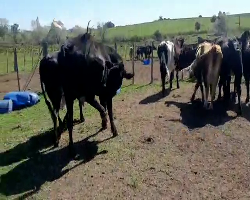 Lote 7 Vacas de Invernada a remate en Feria por pantalla 480kg - , San José