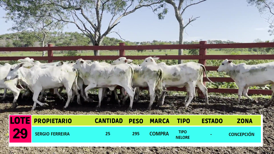 Lote LOTE 29 - 25 VAQUILLAS CBO 1