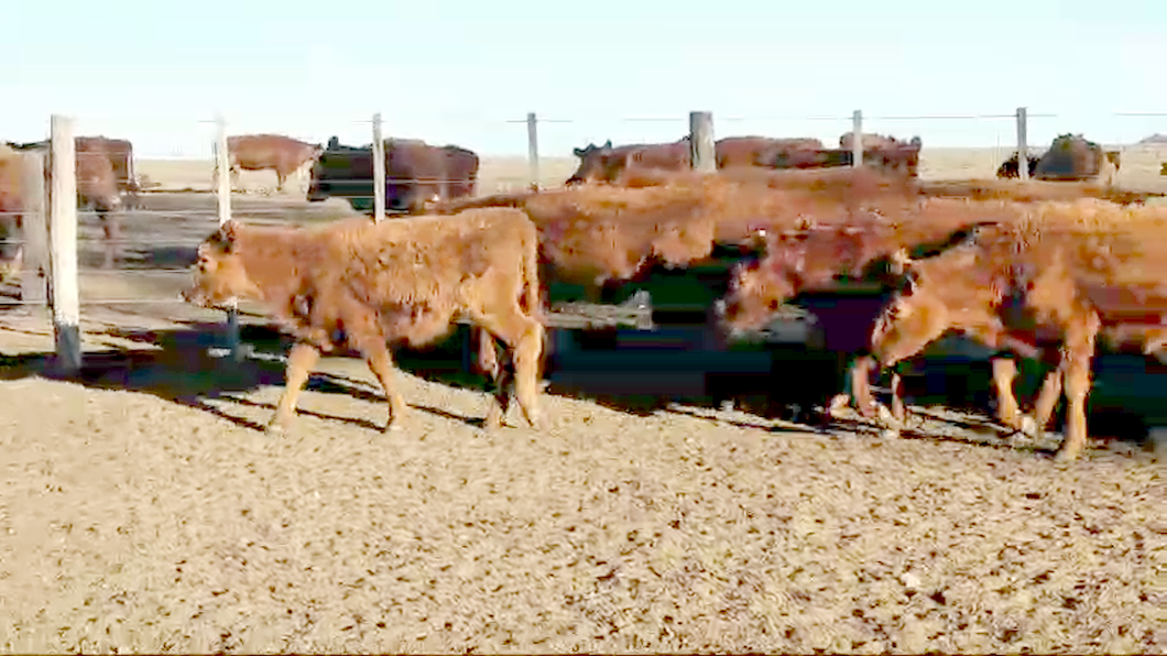 Lote 60 Terneras en La Pampa, Guatraché