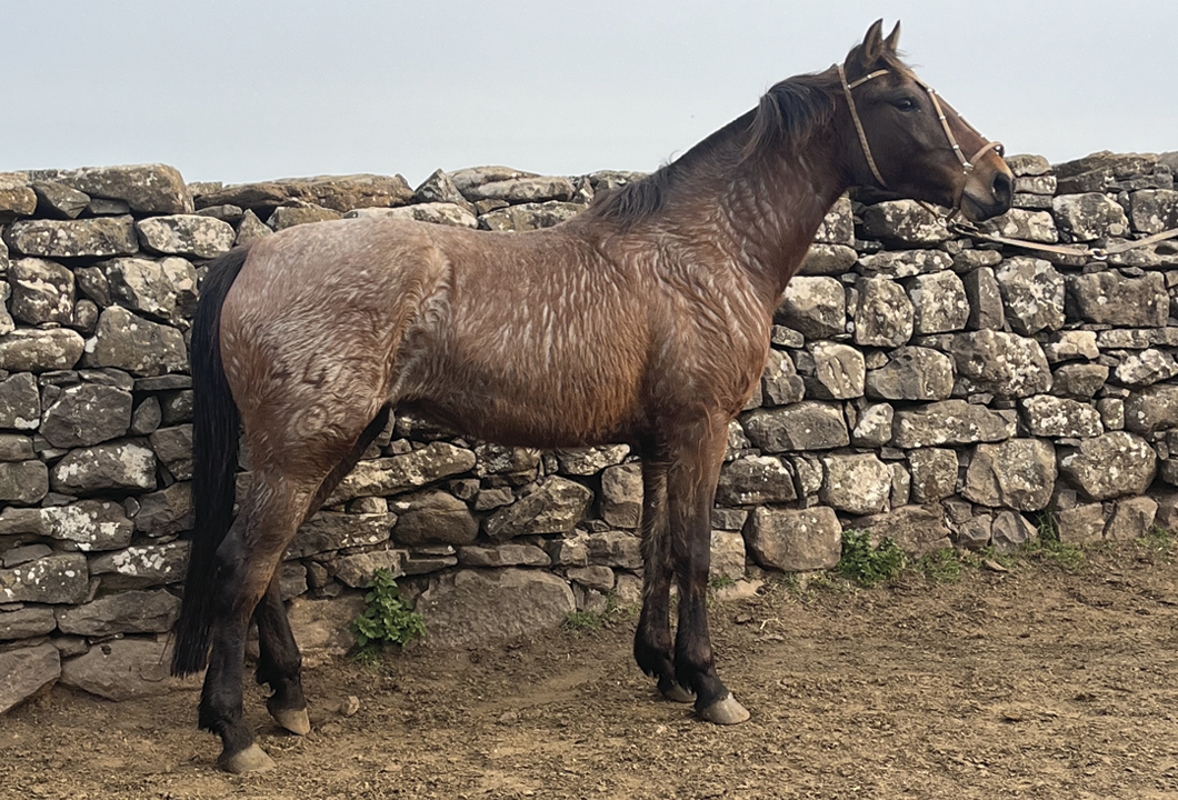 Lote FRONTERIZA GAITERA