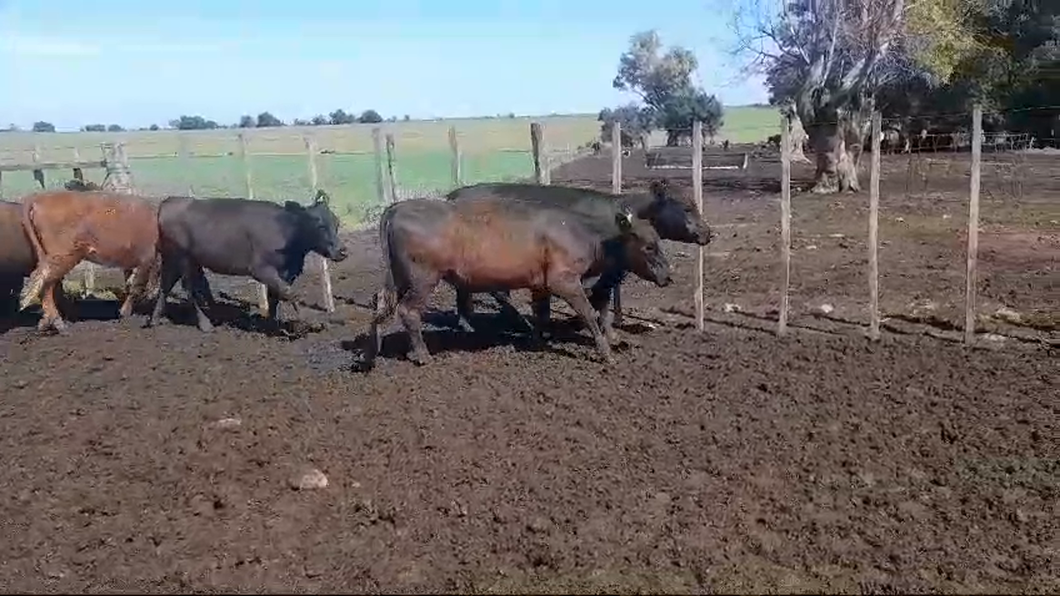 Lote 6 Vaquillonas 1 a 2 años a remate en #50 Pantalla Carmelo 290kg -  en SANTA ELENA