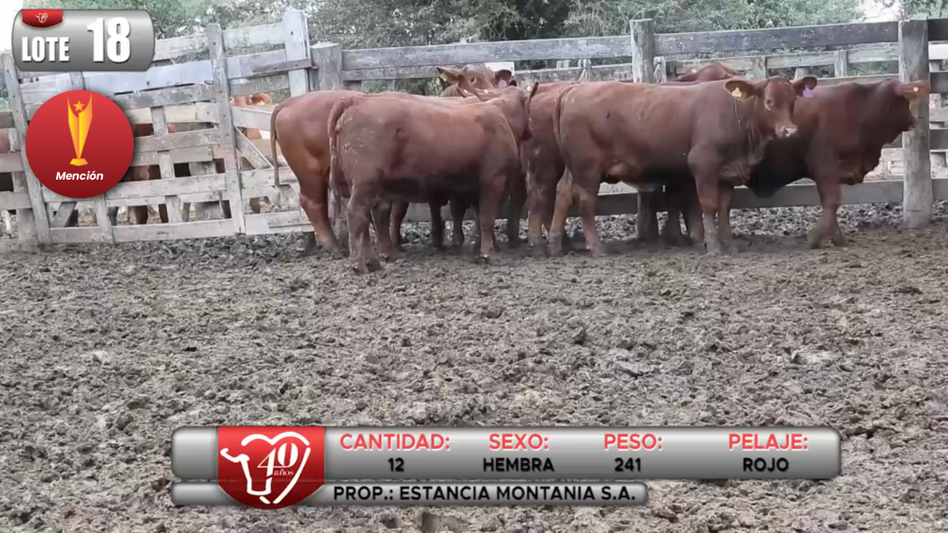 Lote LOTE 18
