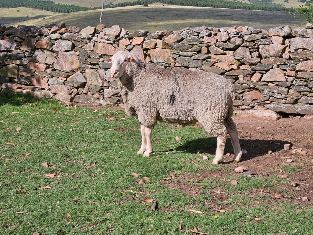 Lote (Vendido)Carneros a remate en Subasta Online - Nambi Guasu, Lavalleja