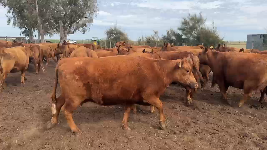 Lote 33 VACAS NUEVAS Y 1/2 USO (M.A.S) Preñadas en Teodelina, Santa Fe