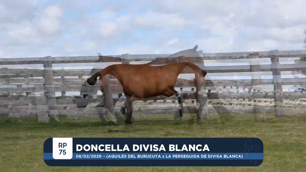 Lote DONCELLA DIVISA BLANCA