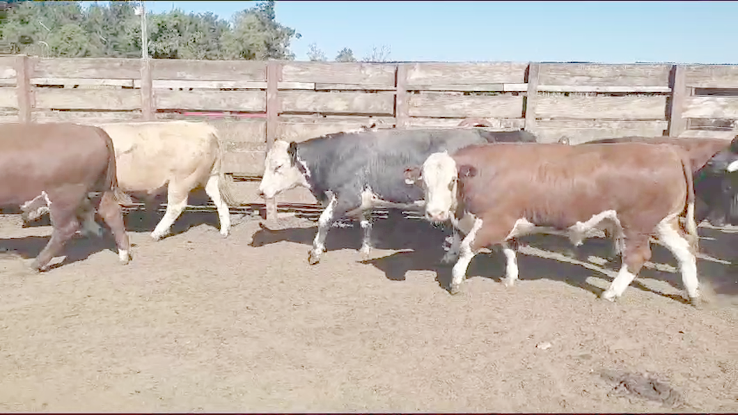 Lote 20 Novillo Gordo en Los Ángeles, VIII Región Biobío