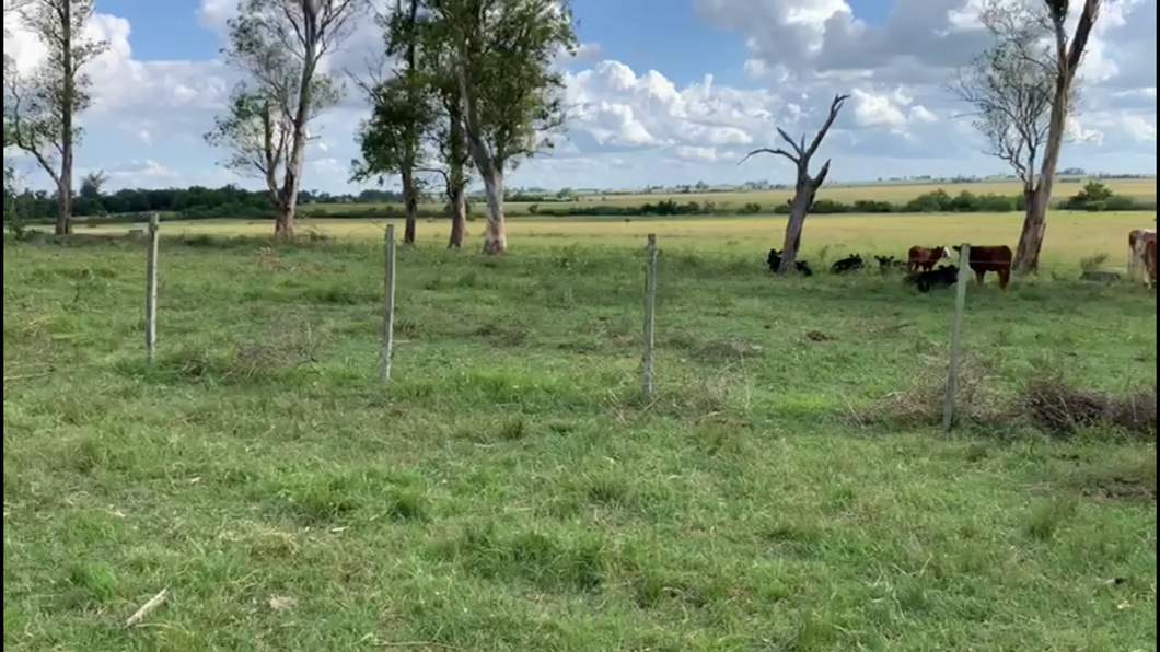 Lote VACAS PREÑADAS