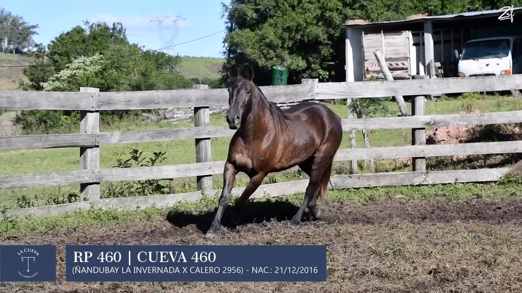 Lote Yegua de andar