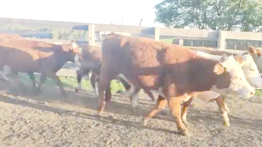 Lote 45 Terneras RACIALES: RAZA: 23 He CRUZAS CON: Caretas 20,  2 con shorthon NRO DE CRUZAS. 22 a remate en Expo Paysandú 275kg - , Paysandú