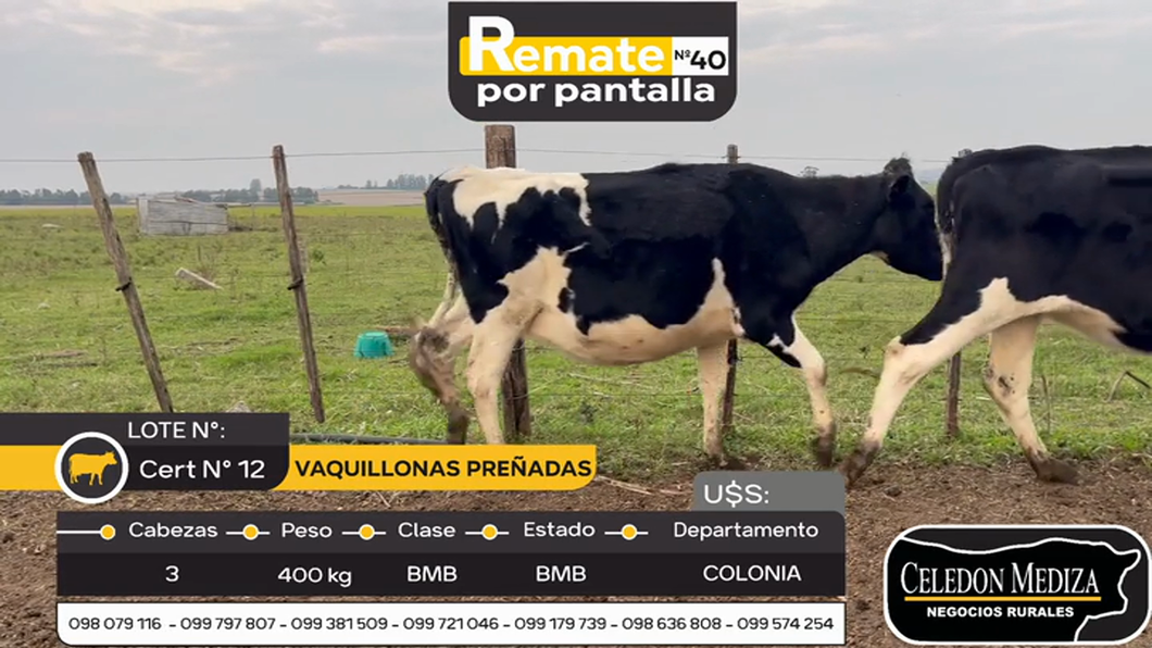 Lote 3 Vaquillonas preñadas en Colonia