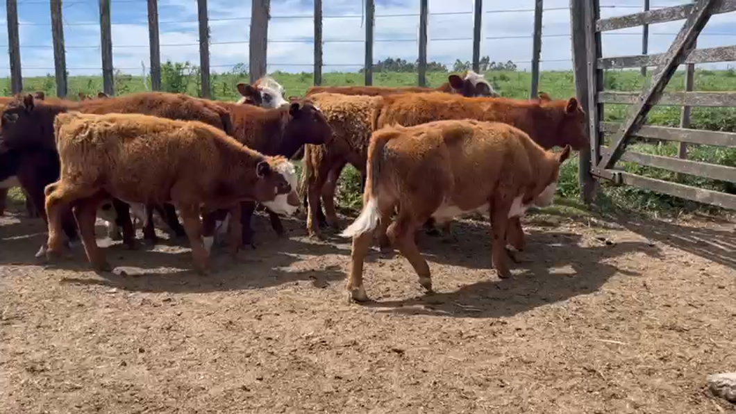 Lote (Vendido)22 Terneros Hereford y Red Angus a remate en Remate por pantalla de la Exposición de San José en Santa Lucia