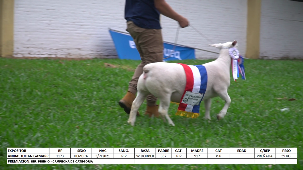 Lote White Dorper Expo Internacional 2022 - Lote 41