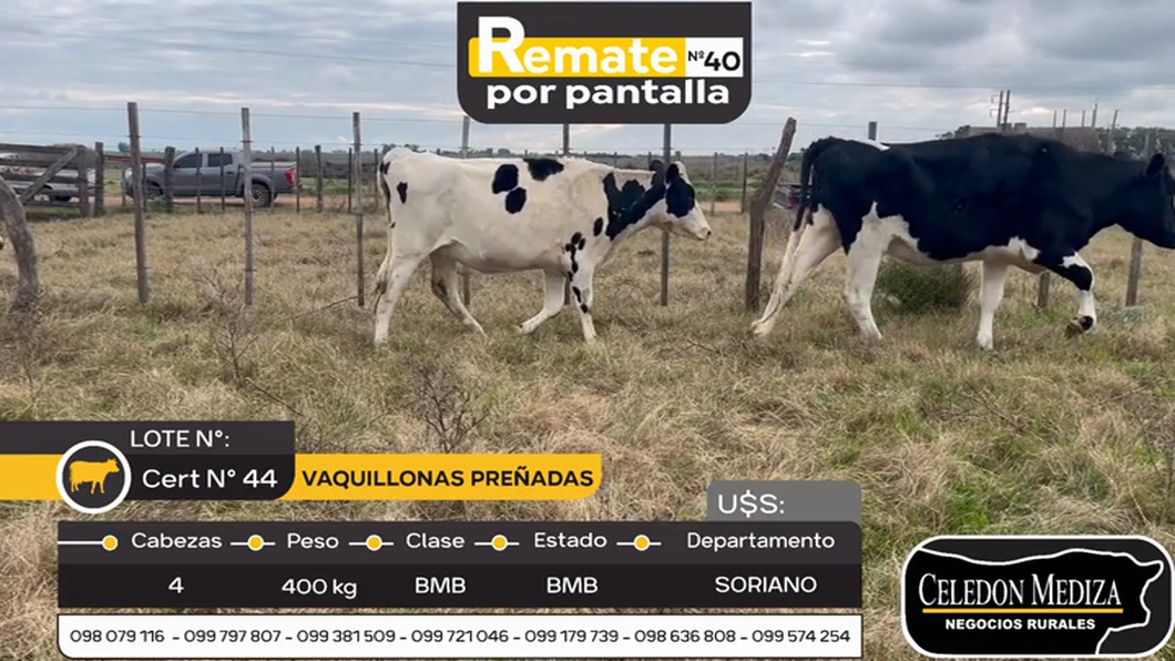 Lote 4 Vaquillonas preñadas en Agraciada, Soriano