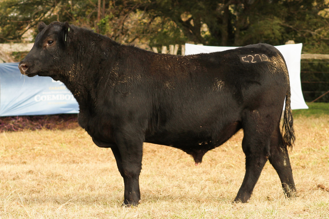 Lote CABAÑA COEMBOTÁ: RP 279