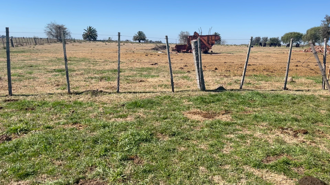 Lote VACAS DE INVERNADA