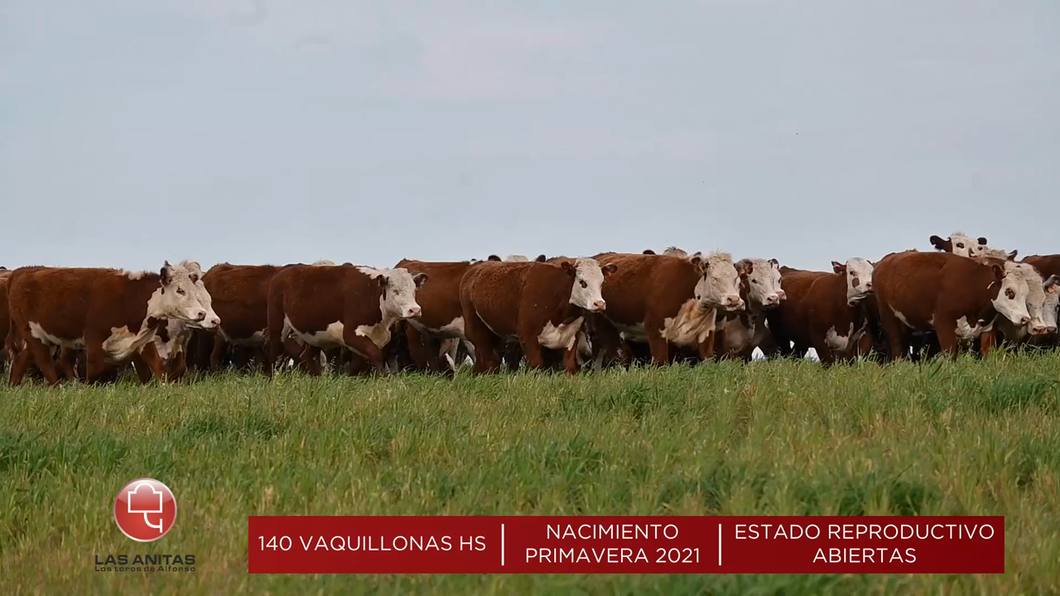 Lote Vaquillonas HS