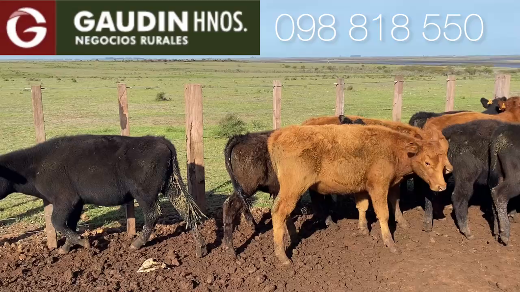 Lote TERNEROS