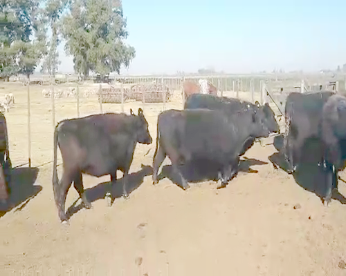 Lote 25 Vacas nuevas C/ gtia de preñez en Buenos Aires, Pehuajó