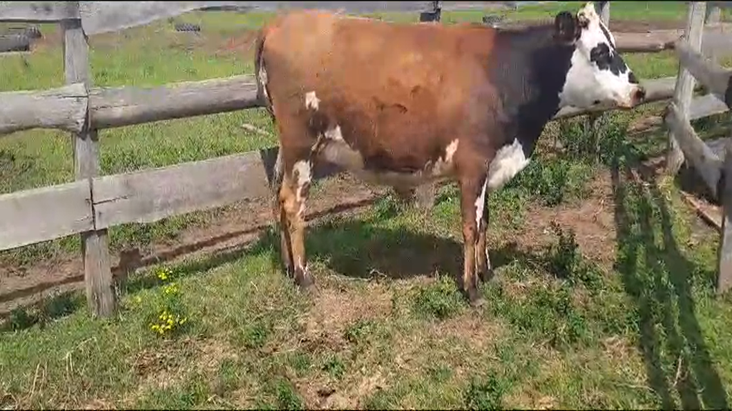 Lote Vacas próximas NORMANDO a remate en 9° Entre Martillos en RUTA 1 KM 54