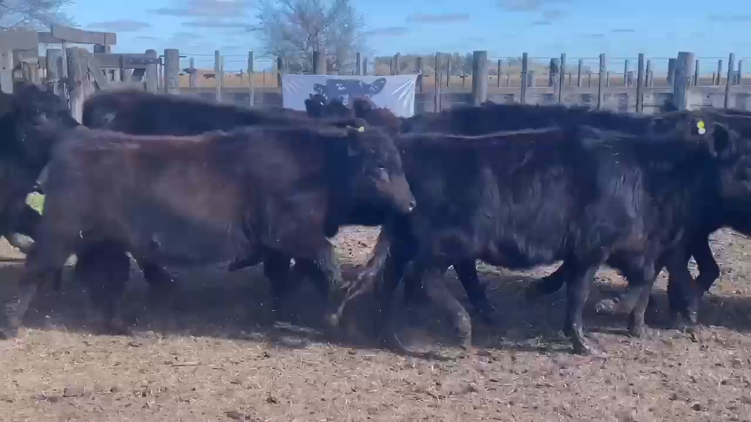 Lote 49 Terneras en Chascomús, Buenos Aires