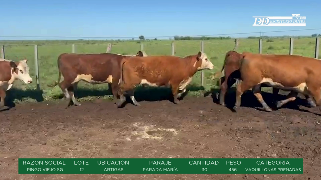 Lote VAQUILLONAS PREÑADAS - PINGO VIEJO SG