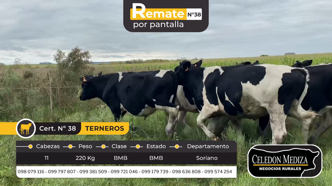 Lote 11 Terneros en Santa Catalina , Soriano